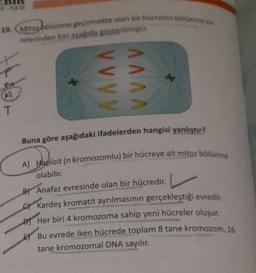 1
19. Mitog bolünme geçirmekte olan bir hücrenin bolume
relerinden biri asa da gösterilmiştir.
VVVV
VVVV
A
T
Buna göre aşağıdaki ifadelerden hangisi yanlıştır?
A) Haploit (n kromozomlu) bir hücreye ait mitoz bölünme
olabilir.
L
By Anafaz evresinde olan bir hücredir.
C Kardeş kromatit ayrılmasının gerçekleştiği evredir.
Her biri 4 kromozoma sahip yeni hücreler oluşur.
Bu evrede iken hücrede toplam 8 tane kromozom, 16
tane kromozomal DNA sayılır.