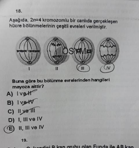 18.
Aşağıda, 2n=4 kromozomlu bir canlıda gerçekleşen
hücre bölünmelerinin çeşitli evreleri verilmiştir.
OSM
1
IV
Buna göre bu bölünme evrelerinden hangileri
mayoza aittir?
A) Ivo H
B) Iver
C) II ve III
D) I, III ve IV
E) II, III ve IV
19.
kondici B kan gru