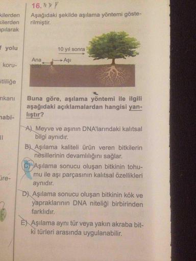 kilerden
cilerden
pilarak
16. Y
Aşağıdaki şekilde aşılama yöntemi göste-
rilmiştir.
f yolu
10 yıl sonra
Ana
Aşi
koru-
itliliğe
mkanı
Buna göre, aşılama yöntemi ile ilgili
aşağıdaki açıklamalardan hangisi yan-
lıştır?
nabi-
II
A) Meyve ve aşının DNA'larında