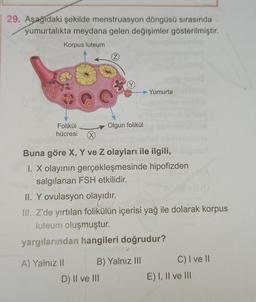 29. Aşağıdaki şekilde menstruasyon döngüsü sırasında
yumurtalıkta meydana gelen değişimler gösterilmiştir.
Korpus luteum
Yumurta
Olgun folikül
Folikül
hücresi
Buna göre X, Y ve Z olayları ile ilgili,
1. X olayının gerçekleşmesinde hipofizden
salgılanan FSH etkilidir.
II. Y ovulasyon olayıdır.
III. Z'de yırtılan folikülün içerisi yağ ile dolarak korpus
luteum oluşmuştur.
yargılarından hangileri doğrudur?
A) Yalnız II B) Yalnız III
D) II ve III
C) I ve 11
E) I, II ve III