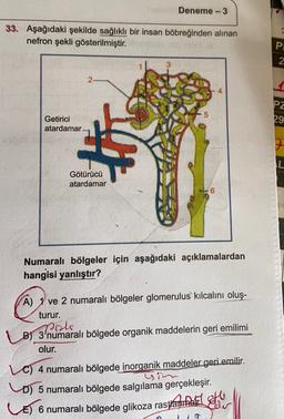 Deneme - 3
33. Aşağıdaki şekilde sağlıklı bir insan böbreğinden alınan
nefron şekli gösterilmiştir.
PL
2
3
2
PZ
5
29
Getirici
atardamar
IL
Götürücü
atardamar
6
Numaralı bölgeler için aşağıdaki açıklamalardan
hangisi yanlıştır?
A) 1 ve 2 numaralı bölgeler glomerulus kılcalını oluş-
turur.
Posts
B) 3'numaralı bölgede organik maddelerin geri emilimi
olur.
10) 4 numaralı bölgede inorganik maddeler geri emilir.
ya
lo 5 numaralı bölgede salgılama gerçekleşir.
LE) 6 numaralı bölgede glikoza rastahnat to