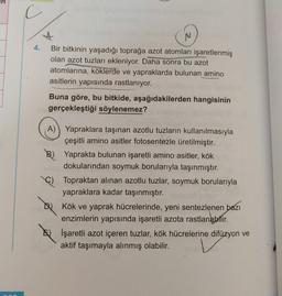 4
4. Bir bitkinin yaşadığı toprağa azot atomları işaretlenmiş
olan azot tuzları ekleniyor. Daha sonra bu azot
atomlarına, köklerde ve yapraklarda bulunan amino
asitlerin yapısında rastlanıyor.
Buna göre, bu bitkide, aşağıdakilerden hangisinin
gerçekleştiği söylenemez?
A)) Yapraklara taşınan azotlu tuzların kullanılmasıyla
çeşitli amino asitler fotosentezle üretilmiştir.
B) Yaprakta bulunan işaretli amino asitler, kök
dokularından soymuk borularıyla taşınmıştır.
c) Topraktan alınan azotlu tuzlar, soymuk borularıyla
yapraklara kadar taşınmıştır.
DU Kök ve yaprak hücrelerinde, yeni sentezlenen bazı
enzimlerin yapısında işaretli azota rastlanabilir
.
İşaretli azot içeren tuzlar, kök hücrelerine difüzyon ve
aktif taşımayla alınmış olabilir.
