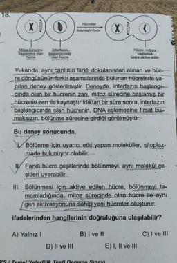 18.
Hücreler
X
kaynaştırılıyor.
Mitoz sürecine
başlanmış olan
hücre
Interfazın
başlangıcında
olan hücre
Hücre, mitoza
başlamak
üzere aktive edilir.
Yukarıda, aynı canlının farklı dokularından alınan ve hüc-
re döngüsünün farklı aşamalarında bulunan hücrelerle ya-
pilan deney gösterilmiştir. Deneyde, interfazın başlangı-
cında olan bir hücrenin zari mitoz sürecine başlamış bir
hücrenin zarr ile kaynaştırıldiktan bir süre sonra, interfazın
başlangıcında olan hücrenin, DNA eşlemesine firsat bul-
maksızın, bölünme sürecine girdiği görülmüştür.
Bu deney sonucunda,
Bölünme için uyarıcı etki yapan moleküller, sitoplaz-
mada bulunuyor olabilir.
II Farklı hücre çeşitlerinde bölünmeyi, aynı molekül çe-
şitleri uyarabilir.
III. Bölünmesi için aktive edilen hücre, bölünmeyi ta-
mamladığında, mitoz sürecinde olan hücre ile aynı
gen aktivasyonuna sahip yeni hücreler oluşturur.
ifadelerinden hangilerinin doğruluğuna ulaşılabilir?
A) Yalnız!
C) I ve III
B) I ve II
E) I, II ve III
D) II ve III
KS / Tamer Vaterlilik Testi Deneme Sınavı