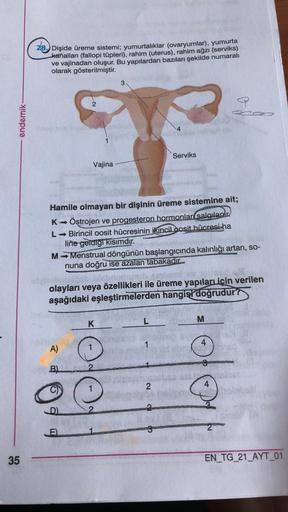 28.
8. Dişide üreme sistemi; yumurtalıklar (ovaryumlar), yumurta
kanalları (fallopi tüpleri), rahim (uterus), rahim ağzı (serviks)
ve vajinadan oluşur. Bu yapılardan bazıları şekilde numaralı
olarak gösterilmiştir.
3
2
a
endemik
1
Serviks
Vajina
Hamile olm