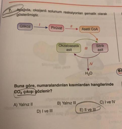 Aşağıda, oksijenli solunum reaksiyonları şematik olarak
gösterilmiştir
.
Glikoz
Piruvat
Asetil COA
Okzaloasetik
asit
Sitrik
asit
IV
eu
HO
Buna göre, numaralandırılan kısımlardan hangilerinde
CO2 çıkışı gözlenir?
A) Yalnız 11
B) Yalnız III
C) I ve IV
D) I v