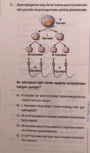 1. Spermatogenez olayı ile bir üreme ana hücresinden
dört gametin oluşma aşamaları şekilde gösterilmiştir.
K
hücresi
46
23
hücreleri
23
(23
23
M hücreleri
23 23
N hücreleri
o
hücreleri
P
hücreleri
Bu hücrelerle ilgili olarak aşağıda verilenlerden
hangisi y