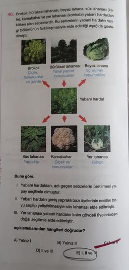 40. Brokoli, bürüksel lahanası, beyaz lahana, süs lahanası (ka-
le), karnabahar ve yer lahanasi (kohlrabi) yabani hardaldan
köken alan sebzelerdir
. Bu sebzelerin yabani hardalın han.
gi bölümünün farklılaşmasıyla elde edildiği aşağıda göste-
rilmiştir.
Brokoli
Çiçek,
tomurcuklar
ve gövde
Bürüksel lahanasi Beyaz lahana
Yanal yaprak Uç yaprak
tomurcuklar
tomurcukları
Yabani hardal
Süs lahanasi
Yapraklar
Karnabahar
Çiçek ve
tomurcuklar
Yer lahanasi
Gövde
Buna göre,
1. Yabani hardaldan, adı geçen sebzelerin üretilmesi ya-
pay seçilimle olmuştur.
II. Yabani hardalın geniş yapraklı bazı üyelerinin nesiller bo-
yu seçilip yetiştirilmesiyle süs lahanası elde edilmiştir.
III. Yer lahanası yabani hardalın kalın gövdeli üyelerinden
doğal seçilimle elde edilmiştir.
açıklamalarından hangileri doğrudur?
A) Yalnız!
B) Yalnız II
D) II ve III
E) I, II ve IN
