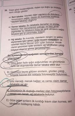 AYT/F
38. Insan gözü incelendiğinde, dıştan içe doğru şu Örtülerle
39. S
V
sarılı olduğu görülür:
t
* Sert tabaka: Gözdeki diğer yapıların ve dokuların
korunmasını sağlar. Gözün ön kısmında incelerek
saydam tabakayı oluşturur.
* Damar tabaka: Bu tabakada damarlar ve sinirler
bulunur. Kan damarlarının çokluğu ve bazı siyah
pigmentler bu tabakanın koyu bir renk almasını sağlar.
Böylece göz içi yansımalar önlenir.
3 Ağ tabaka: Bu kısımda, cisimlerin rengini ve şeklini
algılamada işlev gören, işığa duyarlr reseptörler ve
uyartıları beyne taşıyan sinir uçları bulunur. Ancak
cismin görüntüsü optik sinirlerin ağ tabakadan çıktığı
bölgeye düşerse görme gerçekleşmez.
Bu açıklamalardan aşağıdaki sonuçlardan hangisi
çıkarılamaz?
A) Göze gelen fazla ışığın soğurulması ve görüntünün
daha net oluşmasında damar tabaka etkili olur.
B) Görüntüyü beyne götüren sinirlerin, gözden çıktığı
bölgede bulunan kör noktada fotoreseptör bulunmaz.
Göz merceği, mercek bağları ve camsi cisim damar
tabakada yer alır.
A Görüntünün ilk oluştuğu merkez olan fotoreseptörlerce
zengin sarı benek, ağ tabakada bulunur.
E) Göze geler ışınların ilk kırıldığı kısım olan kornea, sert
tabakanın özelleşmiş hâlidir.