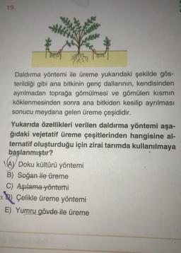 19.
Daldırma yöntemi ile üreme yukarıdaki şekilde gös-
terildiği gibi ana bitkinin genç dallarının, kendisinden
ayrılmadan toprağa gömülmesi ve gömülen kısmın
köklenmesinden sonra ana bitkiden kesilip ayrılması
sonucu meydana gelen üreme çeşididir.
Yukarıda özellikleri verilen daldırma yöntemi aşa-
ğıdaki vejetatif üreme çeşitlerinden hangisine al-
ternatif oluşturduğu için zirai tarımda kullanılmaya
başlanmıştır?
A) Doku kültürü yöntemi
B) Soğan ile üreme
C) Aşulama yöntemi
b) Çelikle üreme yöntemi
E) Yumru gövde ile üreme
X
