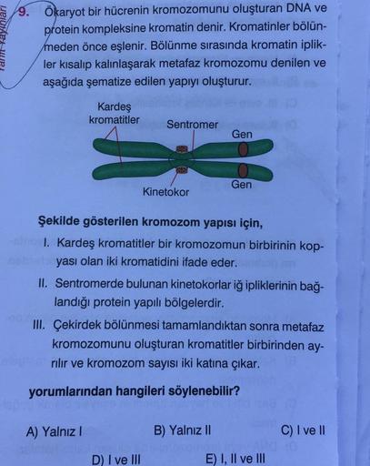 arm Yayınları
9. ökaryot bir hücrenin kromozomunu oluşturan DNA ve
protein kompleksine kromatin denir. Kromatinler bölün-
meden önce eşlenir. Bölünme sırasında kromatin iplik-
ler kısalıp kalınlaşarak metafaz kromozomu denilen ve
aşağıda şematize edilen ya