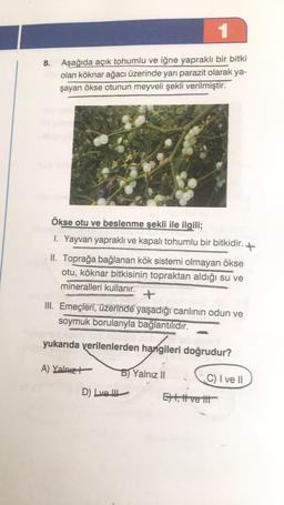 1
8.
Aşağıda açık tohumlu ve iğne yapraklı bir bitki
olan köknar ağacı üzerinde yarı parazit olarak ya-
şayan ökse otunun meyveli şekli verilmiştir.
Ökse otu ve beslenme şekli ile ilgili;
1. Yayvan yapraklı ve kapalı tohumlu bir bitkidir.
+
II. Toprağa bağlanan kök sistemi olmayan ökse
otu, köknar bitkisinin topraktan aldığı su ve
mineralleri kullanır.
+
III. Emeçleri, üzerinde yaşadığı canlının odun ve
soymuk borularıyla bağlantılıdır.
yukarıda verilenlerden hangileri doğrudur?
A) Yalniet
B) Yalnız II
C) I ve II
D) Lve II
Eh, t velit