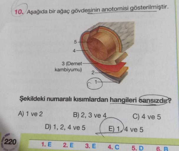 10. Aşağıda bir ağaç gövdesinin anotomisi gösterilmiştir.
5
3 (Demet
kambiyumu)
24
Şekildeki numaralı kısımlardan hangileri bansızdır?
A) 1 ve 2
B) 2, 3 ve 4
C) 4 ve 5
D) 1, 2, 4 ve 5
E) 1.4 ve 5
220
1. E
2. E
3. E
4.C
5. D
6. B