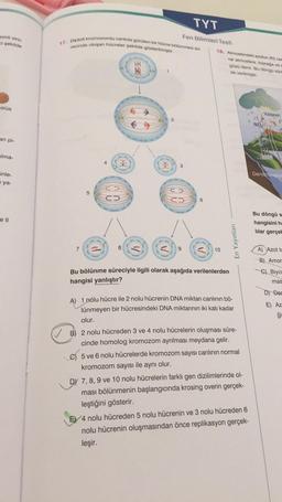 TYT
Fen Bilimleri Testi
Simli virü
i şekilde
17. Diploit kromozomlu canlıda görülen bir hücre bölünmesi su
recinde oluşan hücreler şekilde gösterilmiştir.
18. Atmosterdeki azotun (N) car
rar atmosfere, toprağa ve
güsü denir. Bu döngü süre
de verilmiştir
1
virüs
Yildirim
>
NO
an pi-
alma-
4
3
Denitritikasyo
inle-
ya-
5
6
el
Bu döngü s
hangisini hc
lilar gerçel
En Yayınları
7
8
A
<
9
10
A) Azot te
B) Amor
Biyo
Bu bölünme süreciyle ilgili olarak aşağıda verilenlerden
hangisi yanlıştır?
mas
D) Dec
A) 1 nolu hücre ile 2 nolu hücrenin DNA miktarı canlının bö-
lünmeyen bir hücresindeki DNA miktarının iki katı kadar
E) Az
ği
olur.
B) 2 nolu hücreden 3 ve 4 nolu hücrelerin oluşması süre-
cinde homolog kromozom ayrılması meydana gelir.
C) 5 ve 6 nolu hücrelerde kromozom sayısı canlının normal
kromozom sayısı ile aynı olur.
DY 7, 8, 9 ve 10 nolu hücrelerin farklı gen dizilimlerinde ol-
ması bölünmenin başlangıcında krosing overin gerçek-
leştiğini gösterir.
EV 4 nolu hücreden 5 nolu hücrenin ve 3 nolu hücreden 6
nolu hücrenin oluşmasından önce replikasyon gerçek-
leşir.
