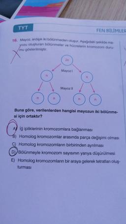 TYT
FEN BİLİMLER
16. Mayoz, ardışık iki bölünmeden oluşur. Aşağıdaki şekilde ma-
yozu oluşturan bölünmeler ve hücrelerin kromozom duru-
mu gösterilmiştir.
2n
Mayozi
n
n
Mayoz II
n
n
n
Buna göre, verilenlerden hangisi mayozun iki bölünme-
si için ortaktır?
AV iğ ipliklerinin kromozomlara bağlanması
B) Homolog kromozomlar arasında parça değişimi olması
C) Homolog kromozomların birbirinden ayrılması
D) Bölünmeyle kromozom sayısının yarıya düşürülmesi
E) Homolog kromozomların bir araya gelerek tetratları oluş-
turması