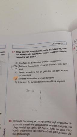 TY
A Kitapçığ
119.6
aryotik
canli
17. Mitoz geçiren diploit kromozomlu bir hücrede, ana.
faz evresindeki kromozom sayısı aşağıdakilerden
hangisine eşit olabilir?
A) Interfazin G, evresindeki kromozom sayısına
B) Bölünme öncesindeki hücrenin kromatin iplik sayi-
sina
C) Telofaz evresinde her bir çekirdek içindeki kromo-
zom sayısına
D) Metafaz evresindeki kromatit sayısına
E) Interfazın G, evresindeki hücrenin DNA sayısına
2n
18. Hücrede bozulmuş ya da yıpranmış yaşlı organeller li-
zozomlar sayesinde parçalanarak ortadan kaldınlır. Bu
olaya otofaji adı verilir
. Bir hücre otofaji ile yaşlı mito-
kondri organelinin yok edilme süreci şekilde sıralı ola-
rak gösterilmiştir
.
JPARA