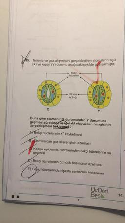 35. Terleme ve gaz alışverişini gerçekleştiren stomaların açık
(X) ve kapalı (Y) durumu aşağıdaki şekilde gösterilmiştir
.
Bekçi
hücreleri
Stoma
açıklığı
olo
P
X
Y
Buna göre stomanın X durumundan Y durumuna
geçmesi sürecinde aşağıdaki olaylardan hangisinin
gerçekleşmesi beklenmez?
A) Bekçi hücrelerinin k* kaybetmesi
8) Stomalardan gaz alışverişinin azalması
Komşu epidermis hücrelerinden bekçi hücrelerine su
geçmesi
D) Bekçi hücrelerinin ozmotik basıncının azalması
E) Bekçi hücrelerinde nişasta sentezinin hızlanması
UcDört
Besl
14