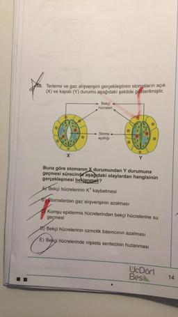 35. Terleme ve gaz alışverişini gerçekleştiren stomaların açık
(X) ve kapalı (Y) durumu aşağıdaki şekilde gösterilmiştir
.
Bekçi
hücreleri
Stoma
açıklığı
olo
P
X
Y
Buna göre stomanın X durumundan Y durumuna
geçmesi sürecinde aşağıdaki olaylardan hangisinin
gerçekleşmesi beklenmez?
A) Bekçi hücrelerinin k* kaybetmesi
8) Stomalardan gaz alışverişinin azalması
Komşu epidermis hücrelerinden bekçi hücrelerine su
geçmesi
D) Bekçi hücrelerinin ozmotik basıncının azalması
E) Bekçi hücrelerinde nişasta sentezinin hızlanması
UcDört
Besl
14
