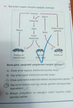 18. Bal arıların yaşam döngüsü aşağıda verilmiştir.
polimal
Yumurta
Sperm
Döllenme
Zigot
Mayoz
Döllenmeden
gelişme
Mitoz
Farklı
beslenme
,
O+
8
Erkek ari
Kraliçe ari
(Verimli dişi)
işçi an
(Kisir disi)
Buna göre, aşağıdaki yargılardan hangisi yanlıştır?
A) Erkek arılar eşeysiz üreme sonucunda oluşur.
B) Dişi arılar eşeyli üreme sonucunda oluşur.
C) Erkek arılar kendi aralarında kalıtsal varyasyonlara sahiptir
D Dişi arinin kraliçe veya işçi olması genetik varyasyondan
kaynaklanır. X
E) Bireyin cinsiyetinin ne olacağını ortam koşulları değil,
genotipi belirler.