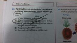 AYT/Fen Bilimleri
33. Dişi bireyde menstrual döngünün korpus luteum
evresinde aşağıdakilerden hangisi meydana ge-
lebilir?
36. Hücre solunumu için ger
sürecinde gerçekleşen o
Başlangıç
Oksijen geçişi
A) ll.oosit hücresinin fallooi toune atılması
B) Follkül keselerinden östries salgısının durması
CZona pellusida örtülerinin akrozomda bulunan
enzimler ile parçalanması
D) Progesteron miktarının azalması
E) Endometriyum dokusunun parçalanması
do
Hemoglobin
