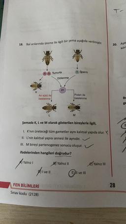 T
18.
Bal arılarında üreme ile ilgili bir şema aşağıda verilmiştir.
20. Aşa
köri
n Sperm
nn Yumurta
Döllenme
2n
K
Ari sütü ile
beslenme
Polen ile
beslenme
BL
L
M
Şemada K, L ve M olarak gösterilen bireylerle ilgili,
1. K'nin üreteceği tüm gametler aynı kalıtsal yapıda olur. X
II. L'nin kalıtsal yapısı annesi ile aynıdır.
III. M bireyi partenogenez sonucu oluşur.
ifadelerinden hangileri doğrudur?
Yalnız 1
BJ Yalnız II
e) Yalnız III
plivell
E) II ve III
FEN BİLİMLERİ
28
Sinav kodu (2128)