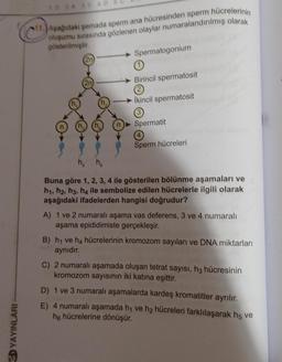 IDAD
11.Asagidaki semada sperm ana hücresinden sperm hücrelerinin
oluşumu sırasında gözlenen olaylar numaralandırılmış olarak
gösterilmistir.
Spermatogonium
Birincil spermatosit
©
Ikincil spermatosit
3
Spermatit
Sperm
hücreleri
Buna göre 1, 2, 3, 4 ile gösterilen bölünme aşamaları ve
ht, h2, h3, h4 ile sembolize edilen hücrelerle ilgili olarak
aşağıdaki ifadelerden hangisi doğrudur?
A) 1 ve 2 numaralı aşama vas deferens, 3 ve 4 numaralı
aşama epididimiste gerçekleşir.
B) h4 ve h4 hücrelerinin kromozom sayıları ve DNA miktarları
aynıdır.
C) 2 numaralı aşamada oluşan tetrat sayısı, hz hücresinin
kromozom sayısının iki katına eşittir.
D) 1 ve 3 numaralı aşamalarda kardeş kromatitler ayrılır.
E) 4 numaralı aşamada hi ve hz hücreleri farklılaşarak h5 ve
he hücrelerine dönüşür.
3D YAYINLARI