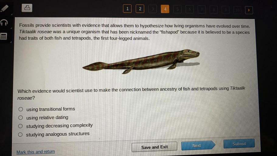 Fossils provide scientists with evidence that allows them to hypothesize how living organisms have evolved over time. Tiktaalik roseae was a unique organism that has been nicknamed the "fishapod" because it is believed to be a species had traits of both fish and tetrapods, the first four-legged animals.
Which evidence would scientist use to make the connection between ancestry of fish and tetrapods using Tiktaalik roseae?
a) using transitional forms
b) using relative dating
c) studying decreasing complexity
d) studying analogous structures