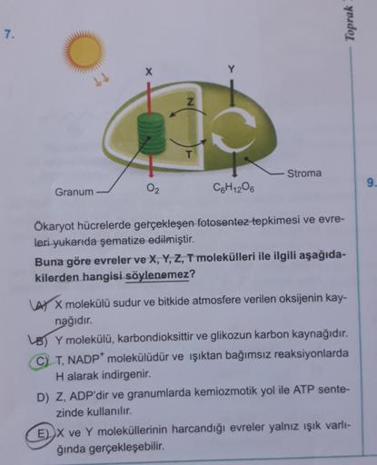 Toprak
7.
X
Z
ON
f
T
Stroma
9.
Granum
O2
CGH₁2O6
Ökaryot hücrelerde gerçekleşen fotosentez tepkimesi ve evre-
leri yukarıda şematize edilmiştir.
Buna göre evreler ve X, Y, Z, T molekülleri ile ilgili aşağıda-
kilerden hangisi söylenemez?
A) X molekülü sudu