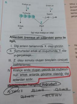5.
Kraliçe ani
Mitoze
Erkek ari
gunluk
X
Y
Y
oluşun
Yumurta
lazma
Sperm
non
gerçe
Z
Erkek
ari
Zigot
Ha
İşçi veya kraliçe arı (dişi)
Arılardaki üremeye ait yukarıdaki şema ile
ilgili,
I. Dişi arıların tamamında X olayı görülür.
II. Yumurtadan erkek arı oluşumunda Y ola-
yı gerçekleşir.
III. Z olayı sonucu oluşan bireylerin cinsiyeti
belirlenemez.
la
0)
IV. Kraliçe arıda oluşan çekinik bir mutasyo-
nun erkek arılarda görülme olasılığı dişi
arılardan azdır.
ifadelerinden hangileri doğrudur?
A) Yalnız II B) Lve III
C) Il ve IIL
D) Hve IV E) T, III ve IV