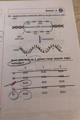 Deneme - 3
28. Aşağıda protein sentezinde DNA'ya ait gen kısmının veril-
mişir.
20
HH
ATG
GTA
Ded
GEN
HI
21
TTT
ATT
Şifre
veren iplik
Transkripsiyon
UAA
z
mRNA
X
Buna göre ve z şifreleri hangi seçenek doğru
verilmiştir?
Y
z
X
UUU
GUA
UAS
A)
AAS
UGS
B)
AUS
AUG
AAA
GUA
AAA
AUG
UUG
UUU
GUU
E)
AUG