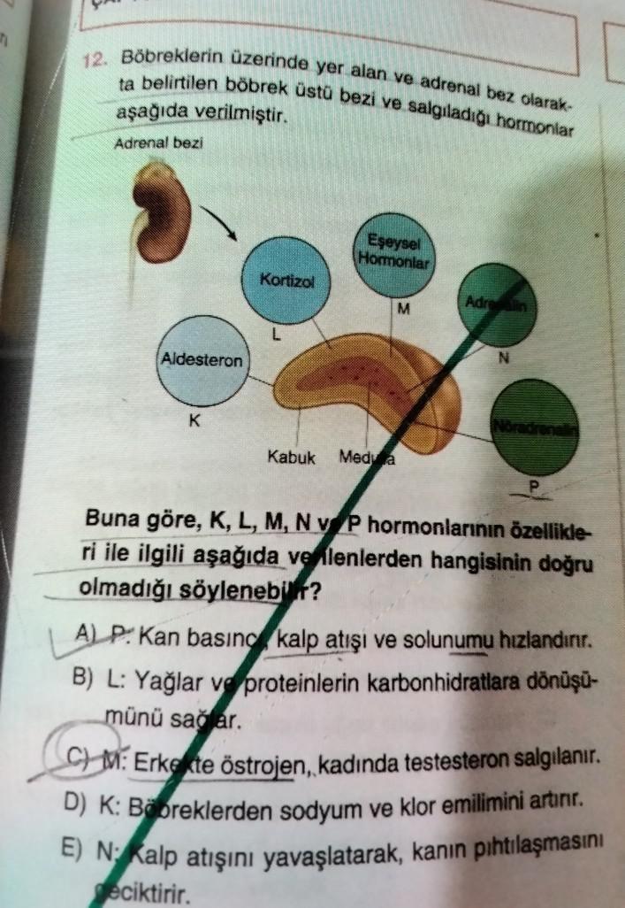 2
12. Böbreklerin üzerinde yer alan ve adrenal bez olarak
ta belirtilen böbrek üstü bezi ve salgıladığı hormonlar
aşağıda verilmiştir.
Adrenal bezi
Eşeysel
Homonlar
Kortizol
Adre
M
Aldesteron
K
Kabuk
Medya
Buna göre, K, L, M, N P hormonlarının özellikle
ri