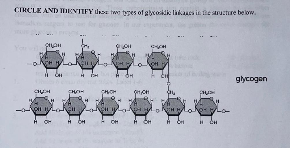 CIRCLE AND IDENTIFY these two types of glycosidic li... Biology