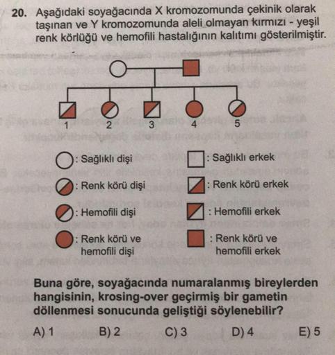 20. Aşağıdaki soyağacında X kromozomunda çekinik olarak
taşınan ve Y kromozomunda aleli olmayan kırmızı - yeşil
renk körlüğü ve hemofili hastalığının kalıtımı gösterilmiştir.
O
1
2
3
5
O: Sağlıklı dişi
: Sağlıklı erkek
: Renk körü dişi
: Renk körü erkek
0