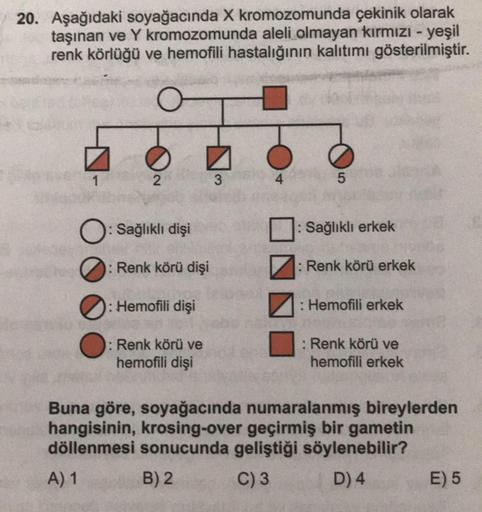 20. Aşağıdaki soyağacında X kromozomunda çekinik olarak
taşınan ve Y kromozomunda aleli olmayan kırmızı - yeşil
renk körlüğü ve hemofili hastalığının kalıtımı gösterilmiştir.
O
1
2
3
5
O: Sağlıklı dişi
: Sağlıklı erkek
: Renk körü dişi
: Renk körü erkek
0
