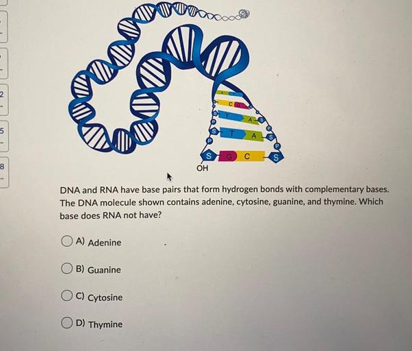 2 5 A G C 8 S OH DNA and RNA have base pa... Physical Chemistry
