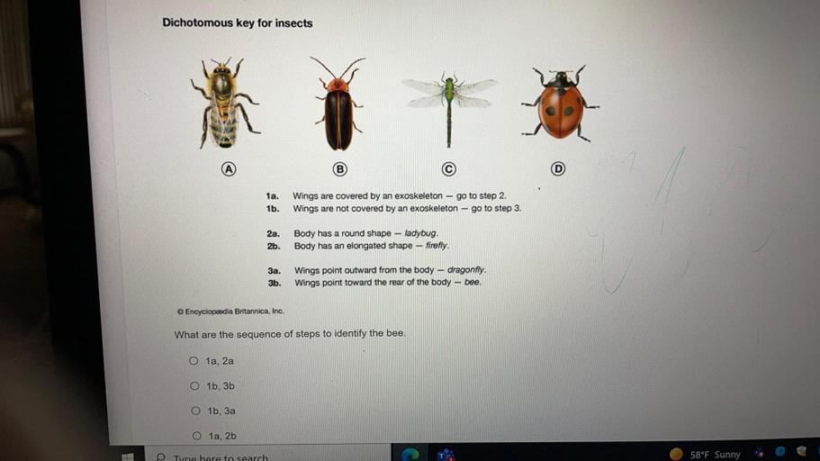 Dichotomous key for insects 1a. 1b. Wings are covere... Biology