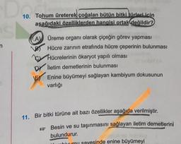 10. Tohum üreterek çoğalan bütün bitki türleri icin
aşağıdaki özelliklerden hangisi ortak değildir?
n
Üreme organı olarak çiçeğin görev yapması
BO Hücre zarının etrafında hücre çeperinin bulunması
y Hücrelerinin ökaryot yapılı olması
Dy lletim demetlerinin bulunması
E Enine büyümeyi sağlayan kambiyum dokusunun
varlığı
11. Bir bitki türüne ait bazı özellikler aşağıda verilmiştir.
Besin ve su taşınmasını sağlayan iletim demetlerini
bulundurur.
hivumu sayesinde enine büyümeyi