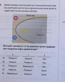 3. Şekilde insanların vücut hücreleri için, hücre içinde bulunan baş-
lica pozitif yüklü iyon ile hücre dışında bulunan temel pozitif ve
negatif yüklü iyonlar şematize edilmiştir.
Hücre dışı
11
X
Hücre içi
Z
Buna göre, şemada X, Y, Z ile gösterilen iyonlar aşağıdaki-
lerin hangisinde doğru eşleştirilmiştir?
X
Y
z
A)
Sodyum
Klor
Potasyum
Sodyum
B)
Flor
C)
D)
Klor
Potasyum
Kalsiyum
Magnezyum
Potasyum
Magnezyum
Potasyum
Kalsiyum
Demir
E)
Çinko