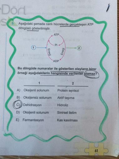 Dört
S
5. Aşağıdaki şemada canlı hücrelerde gerçekleşen ATP
döngüsü gösterilmiştir.
ATP
Pi
1
2
Enerji
Enerji
ADP
Bu döngüde numaralar ile gösterilen olayların birer
örneği aşağıdakilerin hangisinde verilenler olamaz?
1
2
A) Oksijenli solunum
Protein sentez