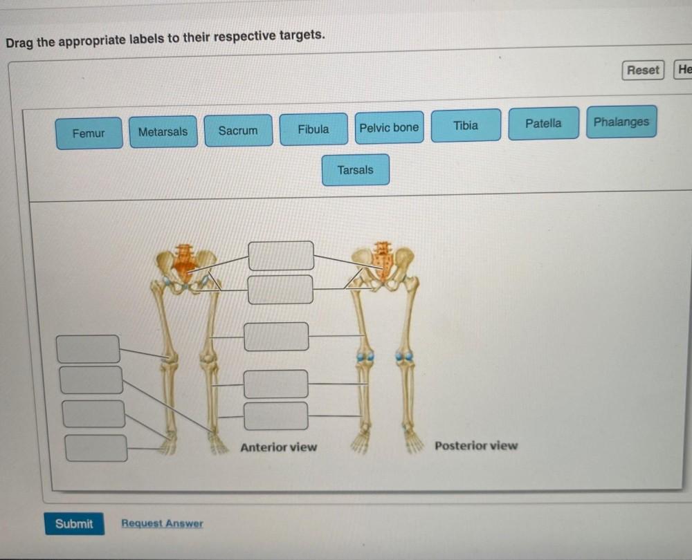 Drag The Appropriate Labels To Their Respective Targ Biology