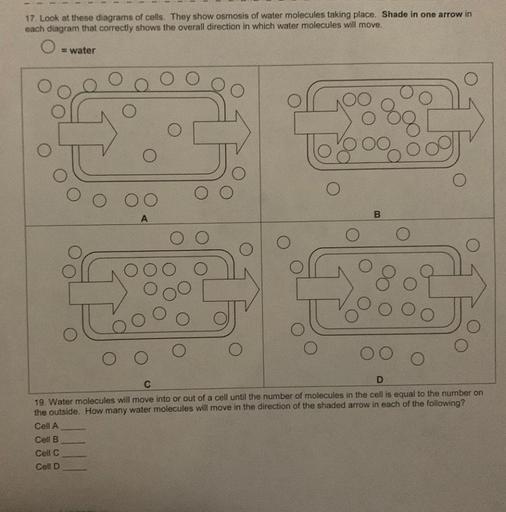 17 Look at these diagrams of cells. They show osmosis of water molecules taking place. Shade in one arrow in
each diagram that correctly shows the overall direction in which water molecules will move.
= water
oooooo
DO
B
A
C
D
19. Water molecules will move into or out of a cell until the number of molecules in the cell is equal to the number on
the outside. How many water molecules will move in the direction of the shaded arrow in each of the following?
Cell A
Cell B
Cell C
Cell D