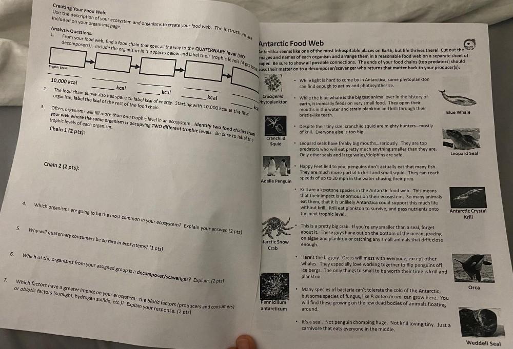 Creating Your Food Web Use The Description Of Your Biology