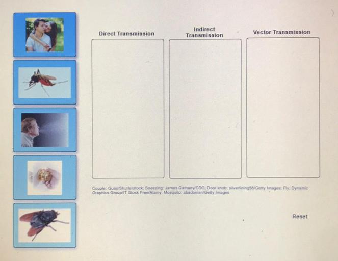 Direct Transmission Indirect Transmission Vector Tra... Biology