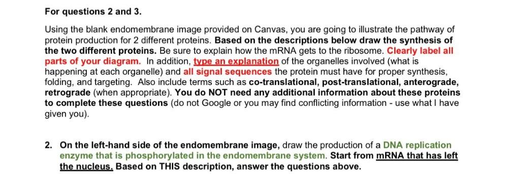 For Questions 2 And 3 Using The Blank Endomembrane Biology