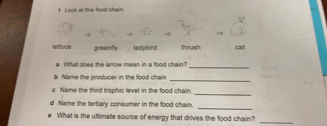 1 Look at this food chain Trg lettuce greenfly ladyb... Biology