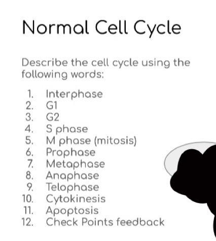 Normal Cell Cycle Describe The Cell Cycle Using The Biology