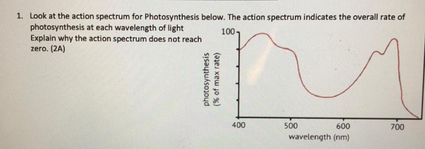 1. Look at the action spectrum for Photosynthesis be... Biology