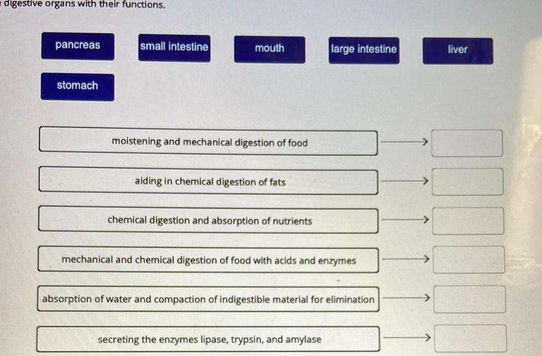 digestive organs with their functions. pancreas smal... Biology