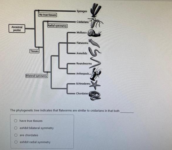 Sponges No true tissues Cnidarians Radial symmetry A... Biology