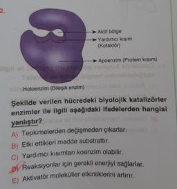 2.
Aktif bölge
Yardımcı kısım
(Kofaktör)
Apoenzim (Protein kısım)
illpli ol og nisholud bis
Do
Suiteelpris nobilissbones
Holoenzim (Bileşik enzim) loon buid solito
Şekilde verilen hücredeki biyolojik katalizörler
enzimler ile ilgili aşağıdaki ifadelerden hangisi
yanlıştır?
15 oli ns sinna
A) Tepkimelerden değişmeden çıkarlar.
B) Etki ettikleri madde substrattır.
C) Yardımcı kısımları koenzim olabilir.
D) Reaksiyonlar için gerekli enerjiyi sağlarlar.
E) Aktivatör moleküller etkinliklerini artırır.
