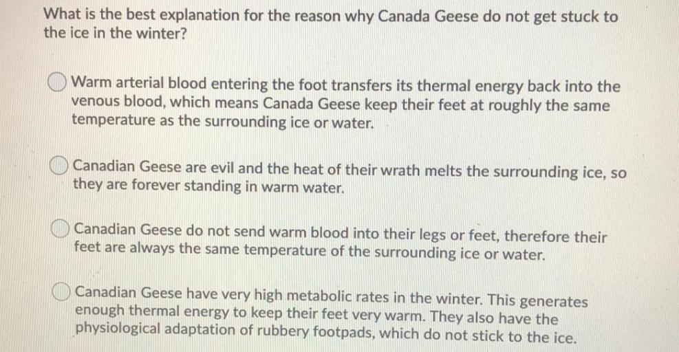What is the best explanation for the reason why Canada Geese do not get stuck to
the ice in the winter?
Warm arterial blood entering the foot transfers its thermal energy back into the
venous blood, which means Canada Geese keep their feet at roughly the same
temperature as the surrounding ice or water.
Canadian Geese are evil and the heat of their wrath melts the surrounding ice, so
they are forever standing in warm water.
Canadian Geese do not send warm blood into their legs or feet, therefore their
feet are always the same temperature of the surrounding ice or water.
Canadian Geese have very high metabolic rates in the winter. This generates
enough thermal energy to keep their feet very warm. They also have the
physiological adaptation of rubbery footpads, which do not stick to the ice.